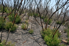 Malibu bluffs fire, January 2007