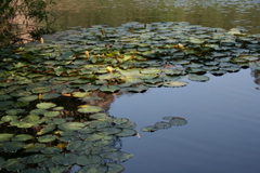 pond lillies at Century Lake