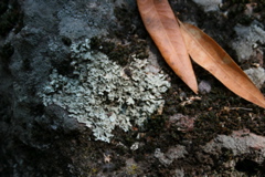 lichen on andesite