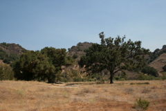 canyon oak and valley oak