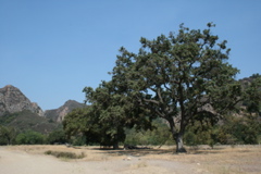 valley oak
