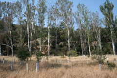 eucalyptus with oak reforestation