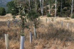 valley oak saplings