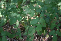 poison oak in summer
