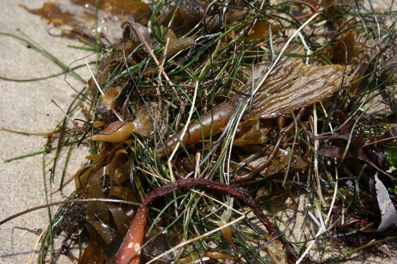 kelp and other algae