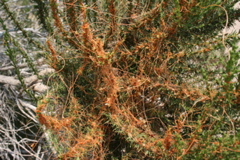 Dodder, parasitic plant