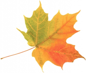 fall