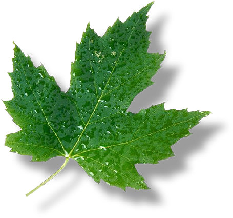 leaf