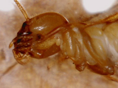 termite