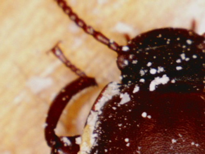 beetle head