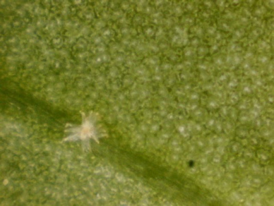 underside of leaf