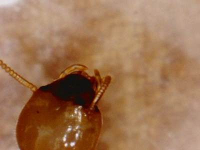 termite head