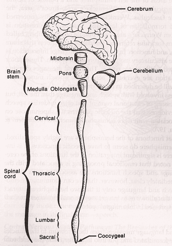 Nerves connecting with hair cells emerge from the Cochlea as the VIII