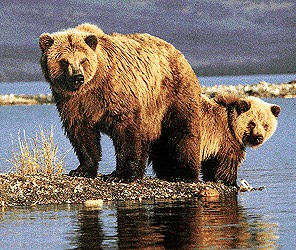 Photo of a mother grizzly with her cub behind her.  
They are standing at the edge of a lake 
and their reflections are in the water below them.