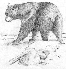 Drawing of a black bear walking in the mountains.