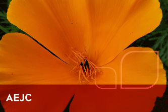 Orange flower up close