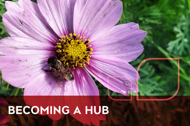 Bee on purple flower