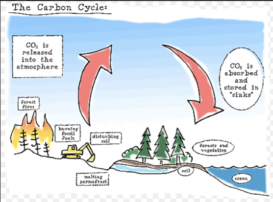 Cartoon illustration of the carbon cycle