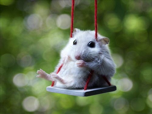 Hamster sitting on a swing