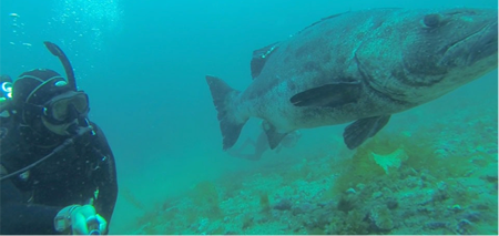 JR Clark and giant sea bass