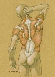 Valerie L. Winslow - Muscles of the Torso (posterior view)