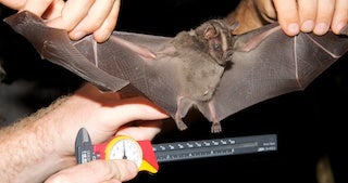 bat being held for measuring. 