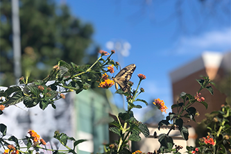 a butterfly on a flower