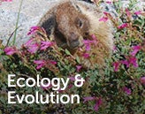Ecology and Evolution title over photo of marmot eating fllowers