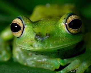 Palm tree frog