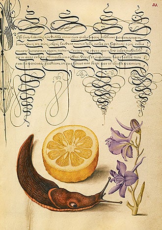 Sour Orange, Terrestrial Mollusk, and Larkspur, illuminated manuscript
