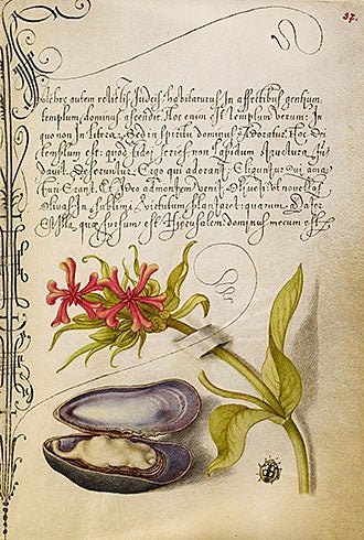 Maltese Cross, Mussel, and Ladybug, illuminated manuscript