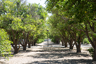 CSUN orange orchard