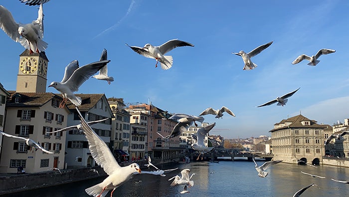 Luisa Malin Melo: Seagulls in flight above river - Switzerland