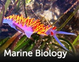 Marine Biology title over photo of nudibranch