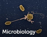 microbiology title over bacterial cells