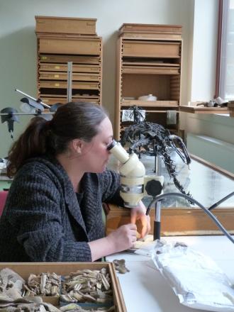 Anthropology professor Hélène Rougier examine remains found in Goyet