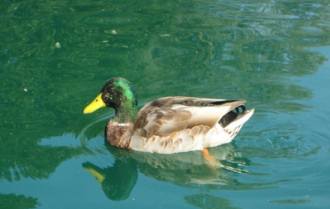 Duck swimming in a pond. Alternative Text Example