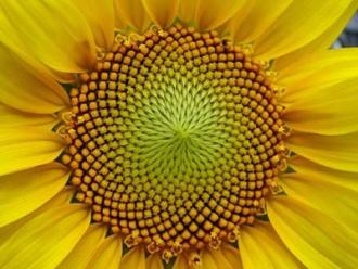 flower - naturally occuring golden ratio