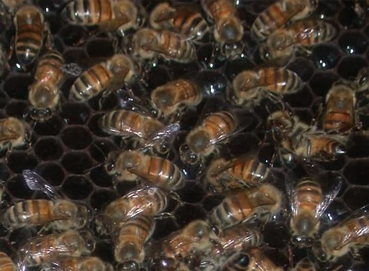 honeybees in hive