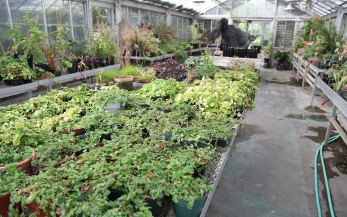 Greenhouse Interiro