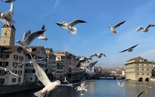 Seagulls in flight above river – Switzerland 