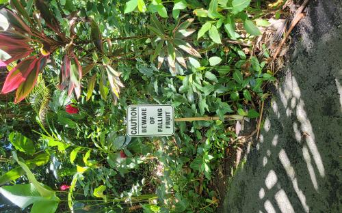 “Caution- Beware of Falling Fruit” sign among the foliage – Hilo, Hawaii 