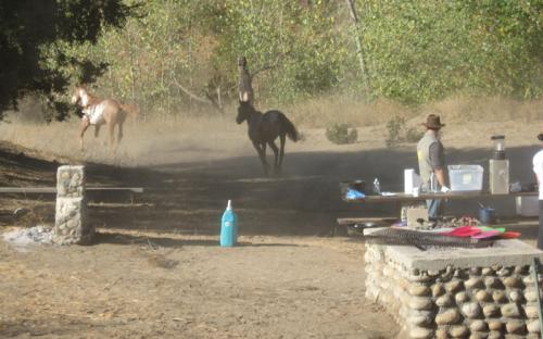 Beautiful horses run through our camp site