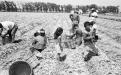 Children gleaning onions, California, 1961. Photograph by John Kouns.