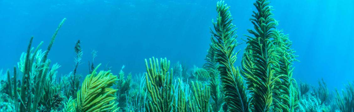 Caribbean coral forests.