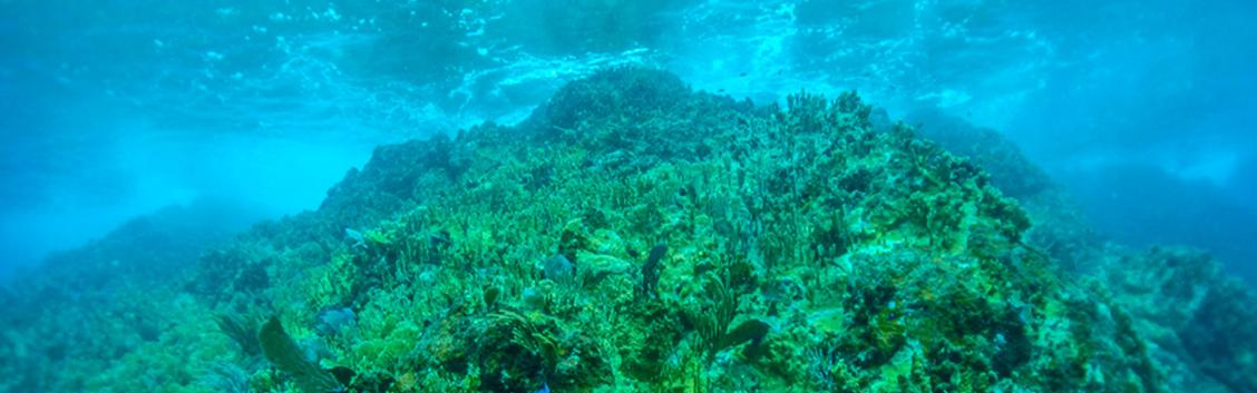 Caribbean Fire Coral.