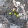 Hardy flowers growing among rocks.