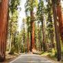 camp and explore Sequoia