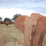 Close-up elephant in Mombasa