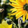 Pollinator Habitats and Seed Bombs